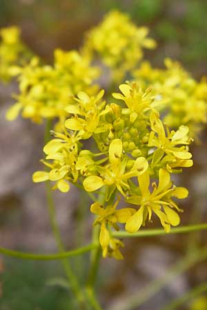 Sisymbrium strictissimum / Perennial Rocket, D Klotten 12.4.2014