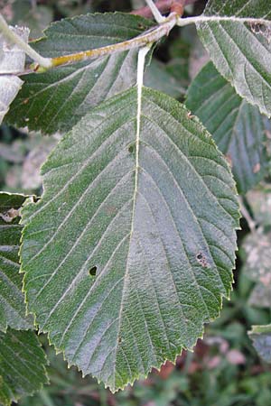 Sorbus subdanubialis \ Donau-Mehlbeere / Danube Whitebeam, D Treuchtlingen 18.6.2014