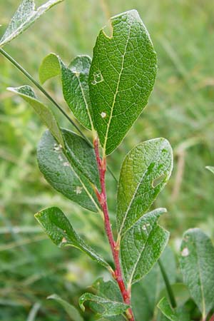 Salix starkeana \ Bleiche Weide / Stark's Willow, D Irndorfer Hardt 8.7.2014