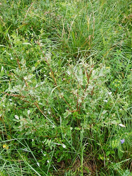 Salix starkeana \ Bleiche Weide / Stark's Willow, D Irndorfer Hardt 8.7.2014