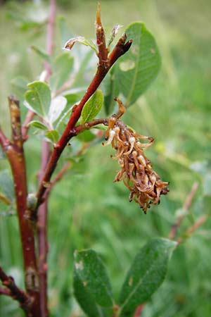 Salix starkeana \ Bleiche Weide / Stark's Willow, D Irndorfer Hardt 8.7.2014