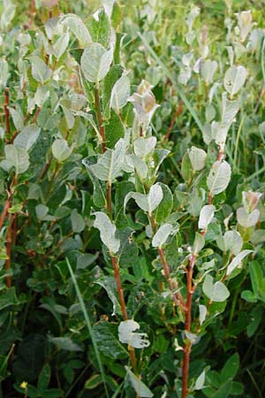 Salix starkeana / Stark's Willow, D Irndorfer Hardt 8.7.2014