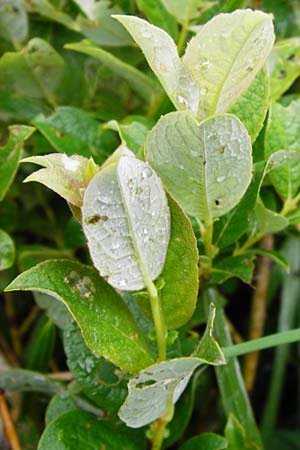 Salix starkeana / Stark's Willow, D Irndorfer Hardt 8.7.2014