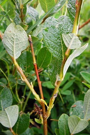 Salix starkeana \ Bleiche Weide / Stark's Willow, D Irndorfer Hardt 8.7.2014