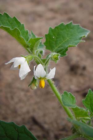 Solanum nitidibaccatum, Ground-Cherry Nightshade, Hairy Nightshade