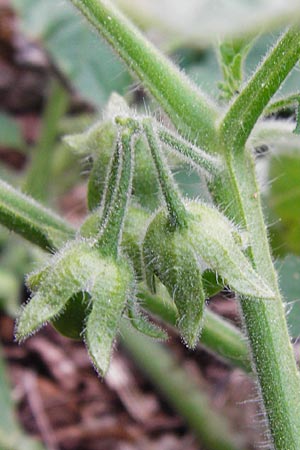 Solanum sarachoides / Saracha Nightshade, D Schwetzingen 29.9.2014