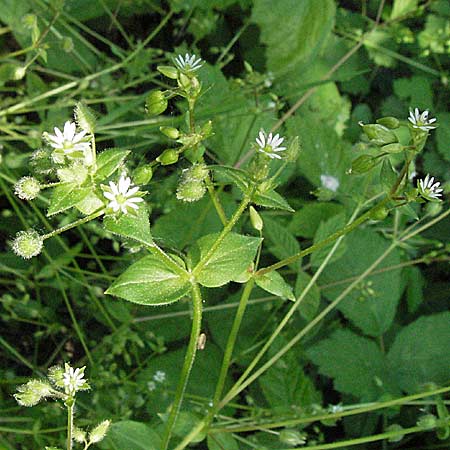 Stellaria neglecta \ Auwald-Vogelmiere / Greater Chickweed, D Bruchsal 7.5.2006