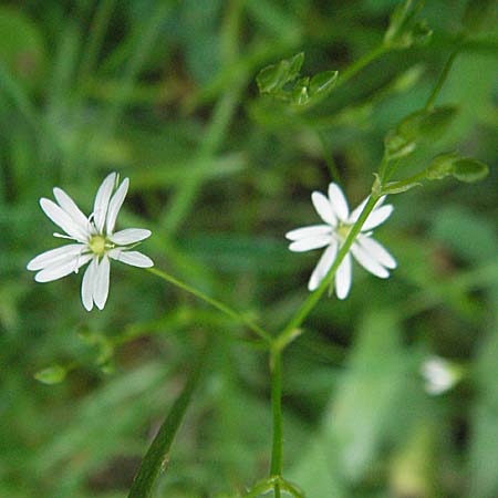 Stellaria graminea \ Gras-Sternmiere, D Odenwald, Unterabtsteinach 20.5.2006