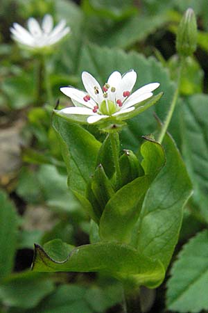 Stellaria neglecta \ Auwald-Vogelmiere / Greater Chickweed, D Waghäusel 7.4.2007