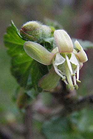 Ribes uva-crispa \ Stachelbeere / Gooseberry, D Pforzheim 7.4.2007