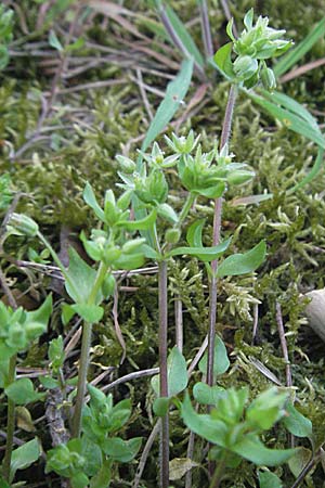 Stellaria pallida \ Blasse Vogelmiere / Lesser Chickweed, D Viernheim 11.4.2007