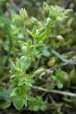 Stellaria pallida \ Blasse Vogelmiere / Lesser Chickweed, D Viernheim 11.4.2007