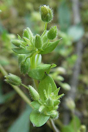 Stellaria pallida \ Blasse Vogelmiere / Lesser Chickweed, D Viernheim 11.4.2007