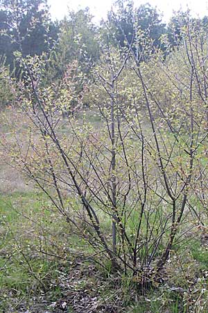 Prunus serotina \ Späte Traubenkirsche / Rum Drupes, D Viernheim 23.4.2008