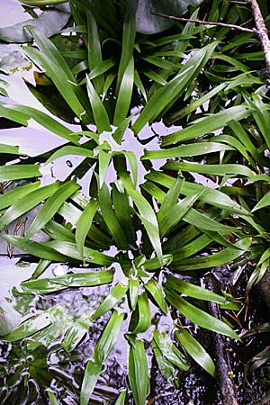 Stratiotes aloides \ Krebsschere, Wasser-Aloe, D Hassloch 30.7.2008