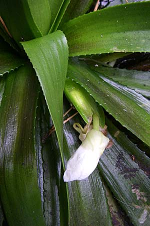 Stratiotes aloides \ Krebsschere, Wasser-Aloe, D Hassloch 30.7.2008