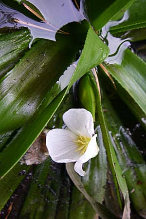 Stratiotes aloides \ Krebsschere, Wasser-Aloe / Water Soldier, D Hassloch 31.7.2008