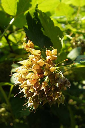 Physocarpus opulifolius \ Schneeballblttrige Blasenspiere, D Mannheim 6.7.2009