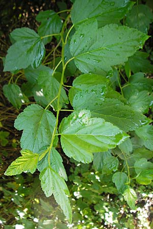 Physocarpus opulifolius / Common Ninebark, D Mannheim 6.7.2009