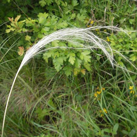 Stipa joannis \ Echtes Federgras, Grauscheidiges Federgras, D Martinstein an der Nahe 15.5.2010