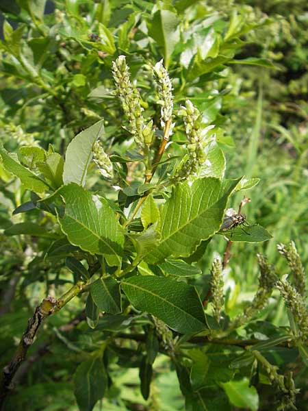 Salix waldsteiniana \ Waldsteins Weide, Bumchen-Weide / Waldstein's Willow, D Immenstadt 21.6.2011