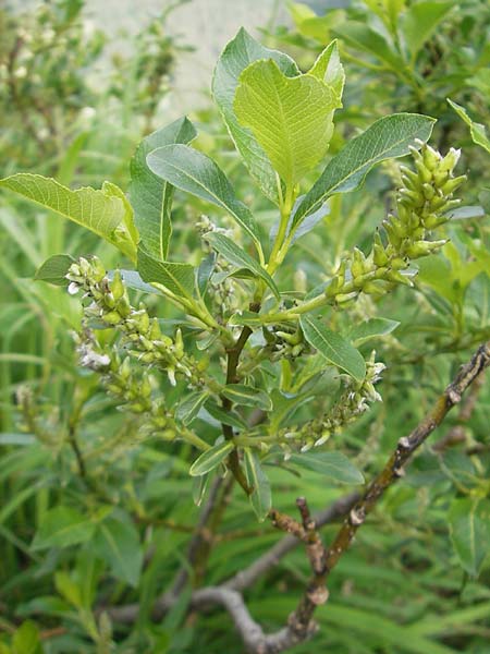 Salix waldsteiniana \ Waldsteins Weide, Bumchen-Weide / Waldstein's Willow, D Immenstadt 21.6.2011