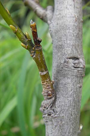 Salix waldsteiniana \ Waldsteins Weide, Bumchen-Weide / Waldstein's Willow, D Immenstadt 21.6.2011