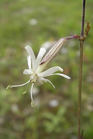 Silene nutans \ Nickendes Leimkraut / Nottingham Catchfly, D Eching 30.7.2011