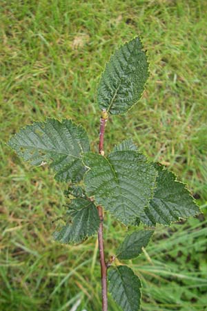 Sorbus haesitans \ Thngersheimer Mehlbeere, D Botan. Gar.  Universit.  Regensburg 5.8.2011