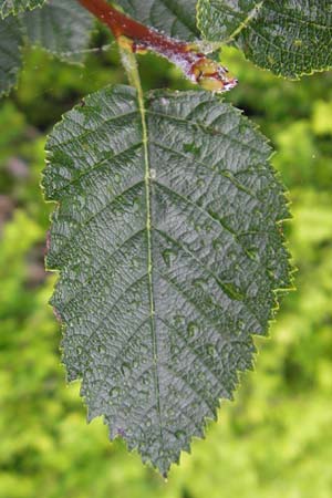 Sorbus haesitans \ Thngersheimer Mehlbeere, D Botan. Gar.  Universit.  Regensburg 5.8.2011