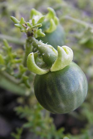 Solanum triflorum / Small Nightshade, D Ludwigshafen 19.10.2011