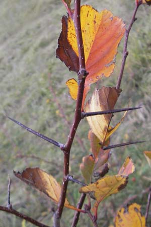Prunus domestica subsp. domestica \ Zwetschge, Pflaume, D Mannheim 21.10.2011