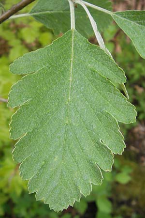 Sorbus harziana \ Harzsche Mehlbeere / Harz' Whitebeam, D Franken/Franconia Weismain 7.5.2012