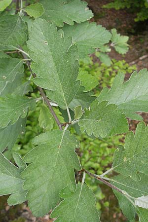 Sorbus pseudothuringiaca / Hersbruck Whitebeam, D Franconia Weismain 18.5.2012