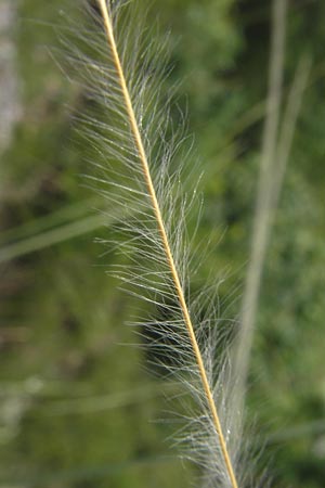 Stipa pulcherrima subsp. bavarica \ Bayerisches Federgras / Bavarian Feather-Grass, D Neuburg an der Donau 8.6.2012