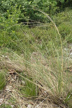 Stipa pulcherrima subsp. bavarica \ Bayerisches Federgras, D Neuburg an der Donau 8.6.2012