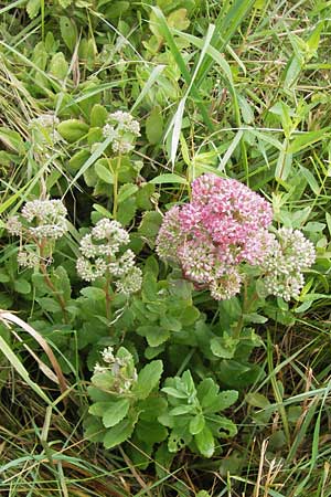 Hylotelephium telephium \ Purpur-Waldfetthenne / Witch's Moneybags, D Achern 28.7.2012