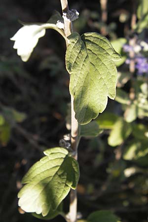 Caryopteris incana \ Graufilzige Bartblume / Bluebeard, D Mannheim 7.9.2012