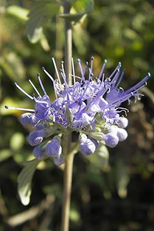 Caryopteris incana \ Graufilzige Bartblume / Bluebeard, D Mannheim 7.9.2012