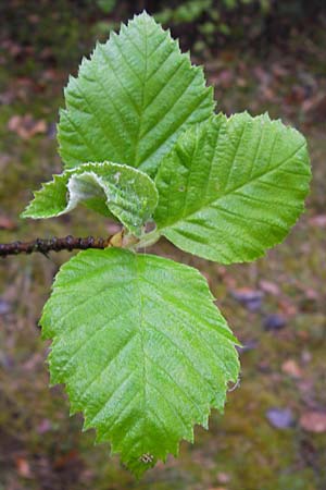 Sorbus haesitans \ Thngersheimer Mehlbeere, D Thüngersheim 4.5.2013