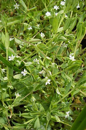 Stellaria alsine \ Quell-Sternmiere / Bog Stitchwort, D Odenwald, Mitlechtern 11.5.2013