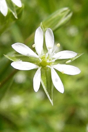 Stellaria alsine \ Quell-Sternmiere / Bog Stitchwort, D Odenwald, Mitlechtern 11.5.2013