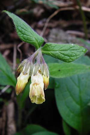 Symphytum tuberosum \ Knotiger Beinwell / Tuberous Comfrey, D Obernzell an der Donau 30.3.2014