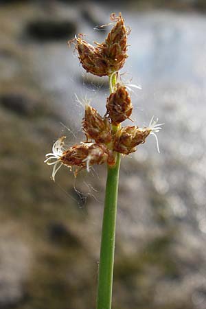 Schoenoplectus tabernaemontani \ Tabernaemontanus' Flechtbinse, Salz-Teichsimse / Grey Club-Rush, D Eich 1.7.2014