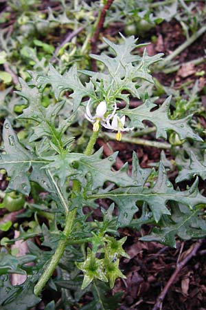 Solanum triflorum, Small Nightshade