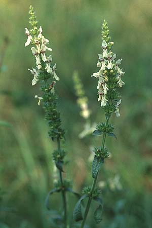 Stachys recta \ Aufrechter Ziest / Yellow Woundwort, D Pforzheim 24.9.2005