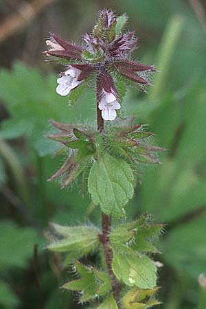 Stachys arvensis \ Acker-Ziest, D Odenwald, Zotzenbach 14.9.2007