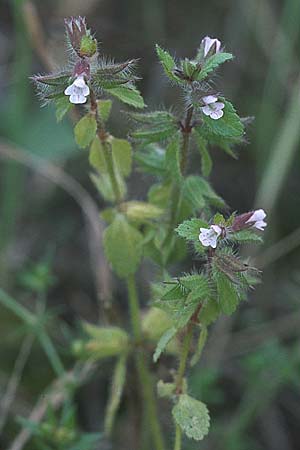 Stachys arvensis \ Acker-Ziest / Field Woundwort, D Odenwald, Zotzenbach 14.9.2007