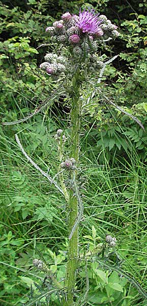 Cirsium palustre \ Sumpf-Kratzdistel / Marsh Thistle, D Donnersberg 16.6.2006