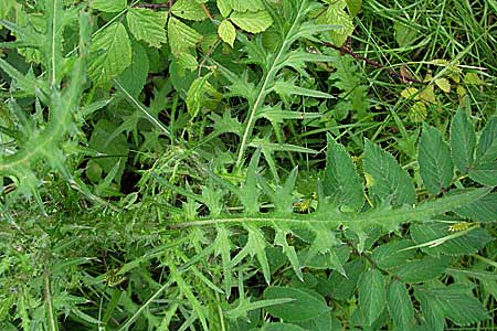 Cirsium palustre \ Sumpf-Kratzdistel, D Donnersberg 16.6.2006